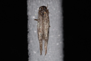  ( - 10-JDWBC-4307)  @12 [ ] CreativeCommons - Attribution (2010) Jeremy deWaard University of British Columbia