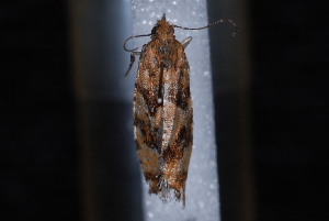  ( - 10-JDWBC-3264)  @12 [ ] CreativeCommons - Attribution (2010) Jeremy deWaard University of British Columbia