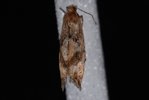  ( - 10-JDWBC-3745)  @12 [ ] CreativeCommons - Attribution (2010) Jeremy deWaard University of British Columbia