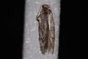  ( - 10-JDWBC-4318)  @12 [ ] CreativeCommons - Attribution (2010) Jeremy deWaard University of British Columbia