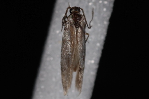  ( - 10-JDWBC-4319)  @12 [ ] CreativeCommons - Attribution (2010) Jeremy deWaard University of British Columbia