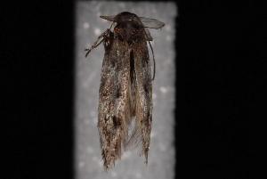  ( - 10-JDWBC-4320)  @12 [ ] CreativeCommons - Attribution (2010) Jeremy deWaard University of British Columbia