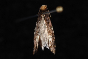  ( - 10-JDWBC-0616)  @12 [ ] CreativeCommons - Attribution (2010) Jeremy deWaard University of British Columbia