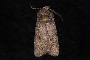  ( - 10-JDWBC-6993)  @12 [ ] CreativeCommons - Attribution (2010) Jeremy deWaard University of British Columbia