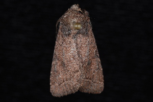  ( - 10-JDWBC-6994)  @12 [ ] CreativeCommons - Attribution (2010) Jeremy deWaard University of British Columbia