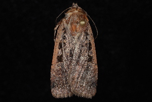  ( - 10-JDWBC-6822)  @12 [ ] CreativeCommons - Attribution (2010) Jeremy deWaard University of British Columbia