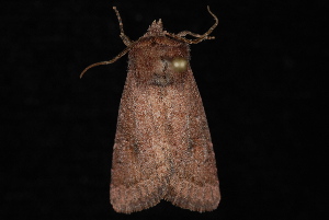  ( - 10-JDWBC-7109)  @12 [ ] CreativeCommons - Attribution (2010) Jeremy deWaard University of British Columbia