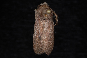  ( - 10-JDWBC-7111)  @12 [ ] CreativeCommons - Attribution (2010) Jeremy deWaard University of British Columbia