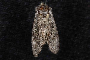  ( - 10-JDWBC-1510)  @12 [ ] CreativeCommons - Attribution (2010) Jeremy deWaard University of British Columbia