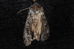  ( - 10-JDWBC-1511)  @12 [ ] CreativeCommons - Attribution (2010) Jeremy deWaard University of British Columbia