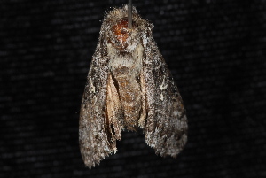  ( - 10-JDWBC-1516)  @12 [ ] CreativeCommons - Attribution (2010) Jeremy deWaard University of British Columbia