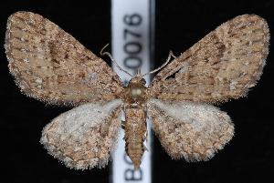  (Eupithecia longipalpata - UBC-2007-0076)  @15 [ ] CreativeCommons - Attribution (2010) Jeremy deWaard University of British Columbia