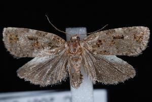  ( - UBC-2007-0463)  @12 [ ] CreativeCommons - Attribution (2010) Jeremy deWaard University of British Columbia