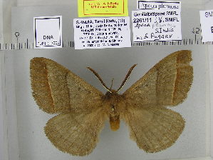  (Apona plumosa - EUPT-11-065)  @11 [ ] Unspecified (default): All Rights Reserved  Unspecified Unspecified