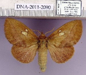  (Euthrix albomaculata - 2011.2090)  @15 [ ] Unspecified (default): All Rights Reserved  2011.2090 Unspecified