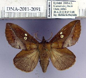  (Euthrix albomaculata directa - 2011.2091)  @14 [ ] Unspecified (default): All Rights Reserved  2011.2091 Unspecified