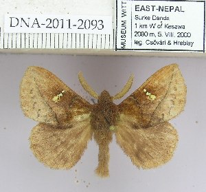  (Euthrix decisa - 2011.2093)  @11 [ ] Unspecified (default): All Rights Reserved  2011.2093 Unspecified