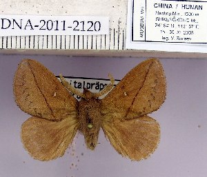  (Euthrix tenebrosus - 2011.2120)  @13 [ ] Unspecified (default): All Rights Reserved  2011.2120 Unspecified