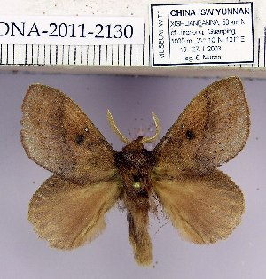  (Euthrix inobtrusa - 2011.2130)  @15 [ ] Unspecified (default): All Rights Reserved  2011.2130 Unspecified