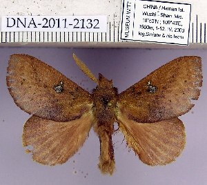  (Euthrix inobtrusa f. sinensis - 2011.2132)  @13 [ ] Unspecified (default): All Rights Reserved  2011.2132 Unspecified