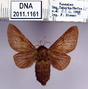  (Malacosoma orientalis - 2011.1161)  @13 [ ] Unspecified (default): All Rights Reserved  2011.1161 Unspecified