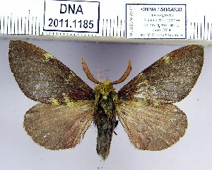  (Amurilla subpurpurea gansuensis - 2011.1185)  @16 [ ] Unspecified (default): All Rights Reserved  2011.1185 Unspecified