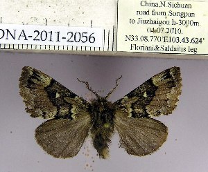 (Cosmotriche lobulina monbeigi - 2011.2056)  @13 [ ] Unspecified (default): All Rights Reserved  2011.2056 Unspecified