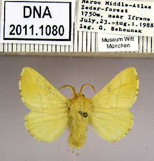  (Malacosoma neustria flavescens - 2011.1080)  @14 [ ] Unspecified (default): All Rights Reserved  2011.1080 Unspecified