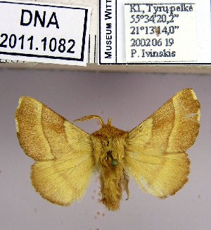  (Malacosoma neustria neustrium - 2011.1082)  @14 [ ] Unspecified (default): All Rights Reserved  2011.1082 Unspecified