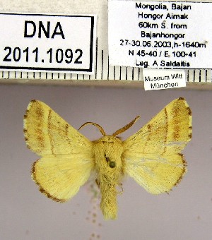  (Malacosoma neustria transmongolicum - 2011.1092)  @14 [ ] Unspecified (default): All Rights Reserved  2011.1092 Unspecified