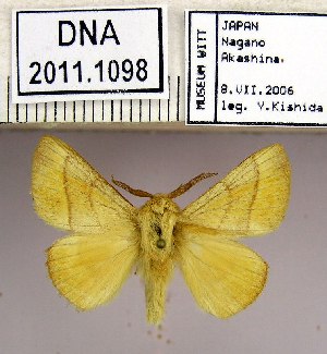  (Malacosoma neustria testaceum - 2011.1098)  @13 [ ] Unspecified (default): All Rights Reserved  2011.1098 Unspecified