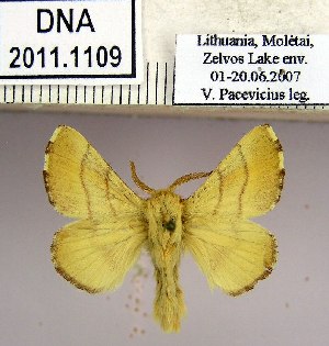  (Malacosoma neustria neustrium - 2011.1109)  @14 [ ] Unspecified (default): All Rights Reserved  2011.1109 Unspecified