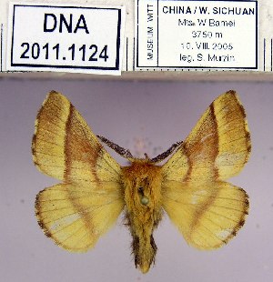  (Malacosoma insignis - 2011.1124)  @15 [ ] Unspecified (default): All Rights Reserved  2011.1124 Unspecified