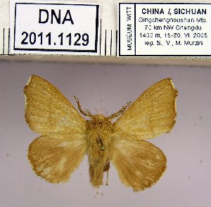  (Malacosoma dentata - 2011.1129)  @14 [ ] Unspecified (default): All Rights Reserved  2011.1129 Unspecified