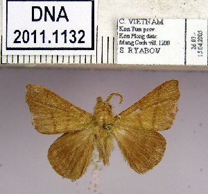  (Malacosoma dentata - 2011.1132)  @14 [ ] Unspecified (default): All Rights Reserved  2011.1132 Unspecified