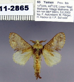  (Odontocheilopteryx nr. myxa - 2011.2865)  @13 [ ] Unspecified (default): All Rights Reserved  2011.2865 Unspecified