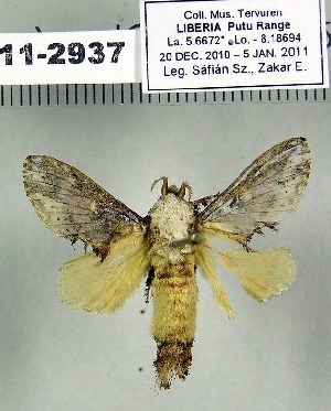  (Odontocheilopteryx haribda - 2011.2937)  @13 [ ] Unspecified (default): All Rights Reserved  2011.2937 Unspecified