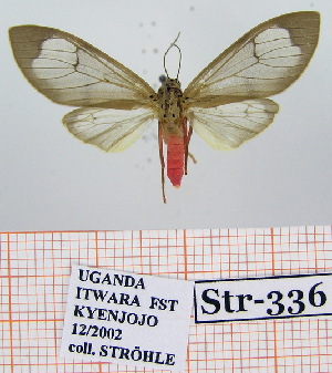  ( - Str-336)  @11 [ ] Unspecified (default): All Rights Reserved  Unspecified Unspecified