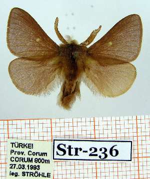  (Eriogaster inspersa - Str-236)  @12 [ ] Unspecified (default): All Rights Reserved  Str-236 Unspecified