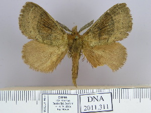  (Dendrolimus angulata - 2011.311)  @14 [ ] Unspecified (default): All Rights Reserved  Unspecified Unspecified