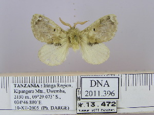 (Diapalpus sp. 1 - 2011.396)  @13 [ ] Unspecified (default): All Rights Reserved  Unspecified Unspecified