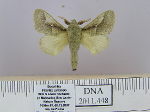  (Bombycopsis sp. 3 - 2011.448)  @13 [ ] Unspecified (default): All Rights Reserved  Unspecified Unspecified