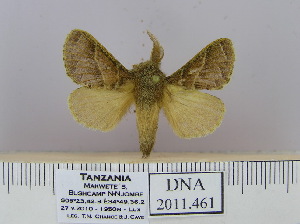  (Bombycopsis sp. 7 - 2011.461)  @13 [ ] Unspecified (default): All Rights Reserved  Unspecified Unspecified