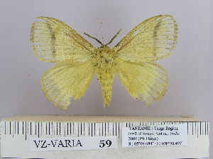  (Cosmeptera yunnanensis Wu - 06455-2010-21)  @13 [ ] Unspecified (default): All Rights Reserved  Unspecified Unspecified