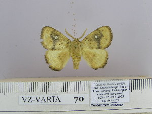  (Cosmeptera argentifera saldaitisi - 06455-2010-32)  @11 [ ] Unspecified (default): All Rights Reserved  Unspecified Unspecified