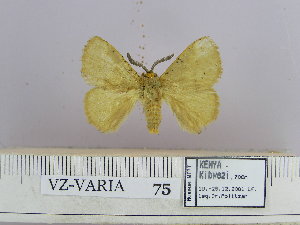  ( - VZ-VARIA-75)  @13 [ ] Unspecified (default): All Rights Reserved  Unspecified Unspecified