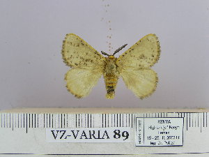  (Lemonia syriensis - 06456-2010-71)  @13 [ ] Unspecified (default): All Rights Reserved  Unspecified Unspecified