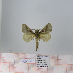  (Bombycopsis sp. 8 - Str-071)  @12 [ ] Unspecified (default): All Rights Reserved  Unspecified Unspecified