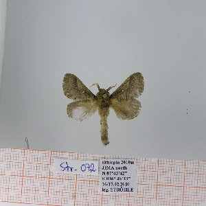  (Bombycopsis sp. 9 - Str-072)  @13 [ ] Unspecified (default): All Rights Reserved  Unspecified Unspecified