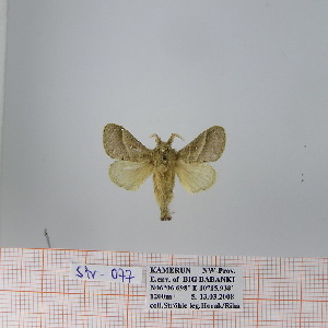  (Bombycopsis sp. 14 - Str-077)  @13 [ ] Unspecified (default): All Rights Reserved  Unspecified Unspecified